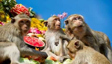 مأدبة القردة، تقام سنويا في تايلاند في يوم خاص للاحتفال بالقردة