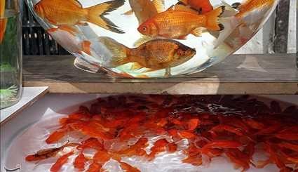 ماهی قرمز | تصاویر