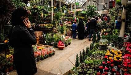 بازار گل و گیاه در آستانه نوروز | تصاویر