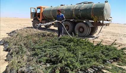 کاشت ۲۵۰ هزار نهال در خوزستان | تصاویر