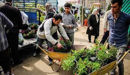 بازار گل و گیاه در آستانه نوروز