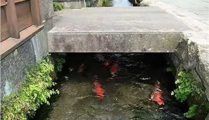 الاسماك في قنوات التصريف الصحي في اليابان لشدة نظافتها