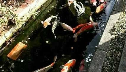 الاسماك في قنوات التصريف الصحي في اليابان لشدة نظافتها