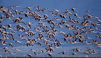 طيور الفلامنجو المهاجرة في محافظة فارس