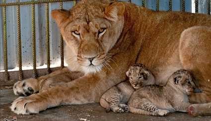 ولادة 3 أشبال للبوة في حديقة حيوانات مدينة بابلسر شمالي ايران