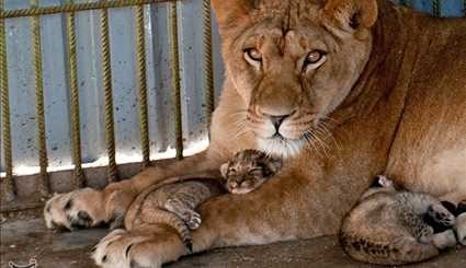 ولادة 3 أشبال للبوة في حديقة حيوانات مدينة بابلسر شمالي ايران
