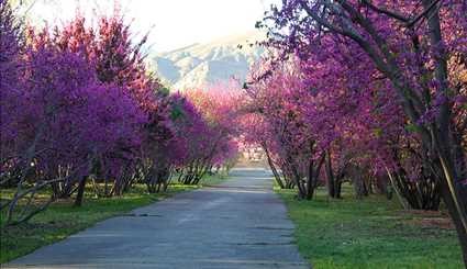 الربيع في الحديقة الوطنية للعلوم النباتية في طهران/صور