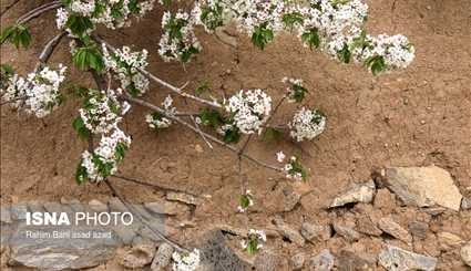 طبیعت بهاری در کرمان و ارسباران