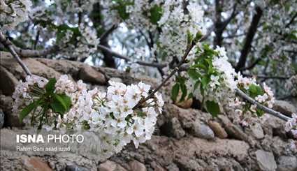 طبیعت بهاری در کرمان و ارسباران