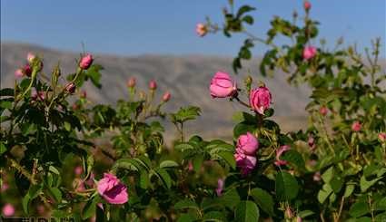حصاد الورد المحمدي