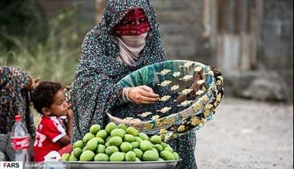 بالصور.. حصاد فاكهة العنبة في ايران