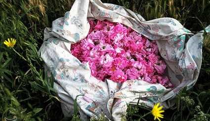 قطف الورد المحمدي في مدينة كاشان