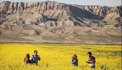 بالصور..مزارع السلجم في خراسان الشمالية