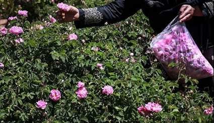 موسم تقطير ماء الورد في كاشان الايرانية