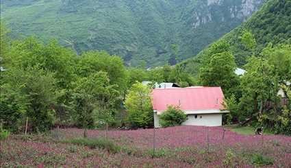 موسم قطف زهور لسان الثور في جيلان شمال إيران
