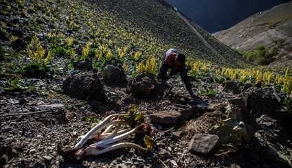 نمو نبات الراوند في جبل بينالود في ايران