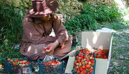 جني ثمار الفراولة في محافظة كردستان غربي ايران/صور