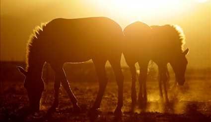 Wild horses return to Mongolia's steppes