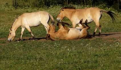 Wild horses return to Mongolia's steppes