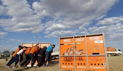 Wild horses return to Mongolia's steppes