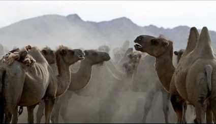 Wild horses return to Mongolia's steppes