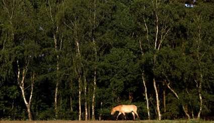 Wild horses return to Mongolia's steppes