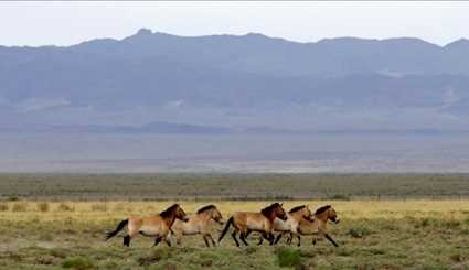 Wild horses return to Mongolia's steppes