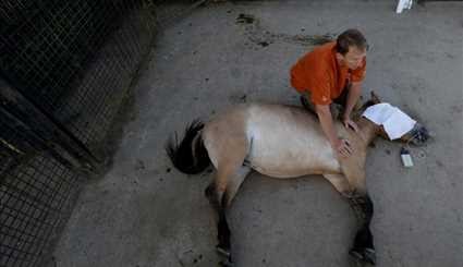 Wild horses return to Mongolia's steppes