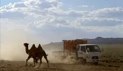 Wild horses return to Mongolia's steppes