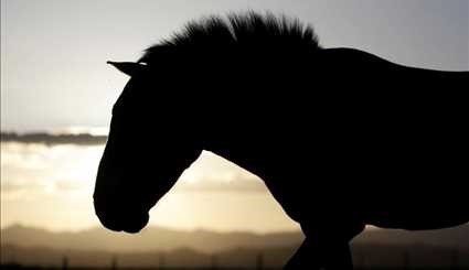 Wild horses return to Mongolia's steppes