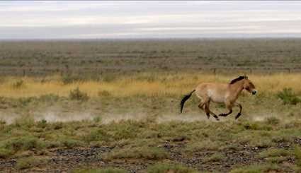 Wild horses return to Mongolia's steppes