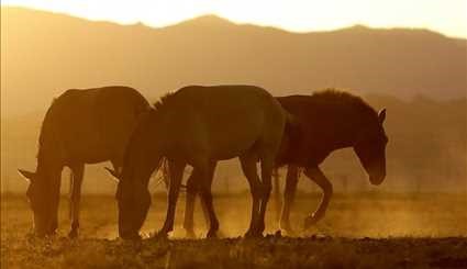 Wild horses return to Mongolia's steppes