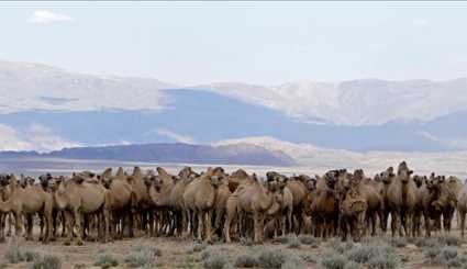 Wild horses return to Mongolia's steppes