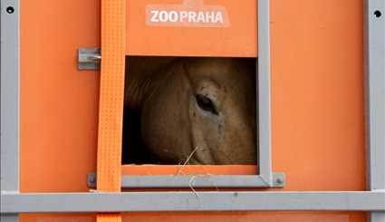 Wild horses return to Mongolia's steppes