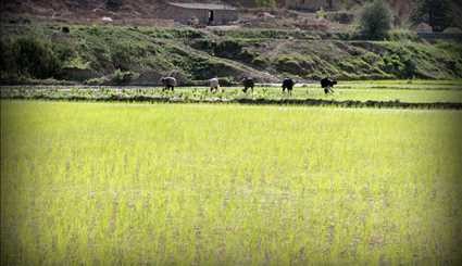 زراعة الأرز في محافظة غلستان شمال شرقي إيران