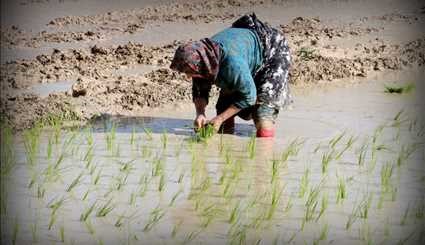 زراعة الأرز في محافظة غلستان شمال شرقي إيران