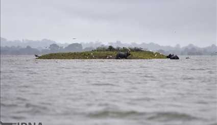 India / Flood in Casiranga National Park