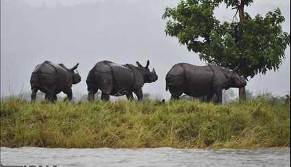 India / Flood in Casiranga National Park