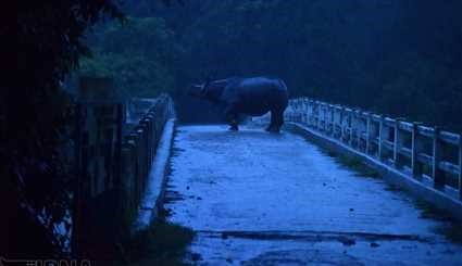 India / Flood in Casiranga National Park