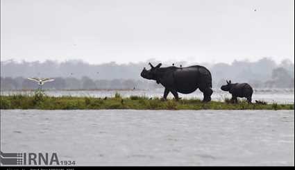 India / Flood in Casiranga National Park