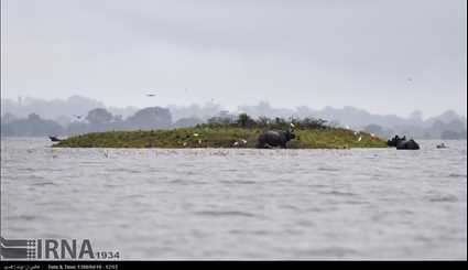 India / Flood in Casiranga National Park