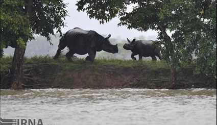 India / Flood in Casiranga National Park