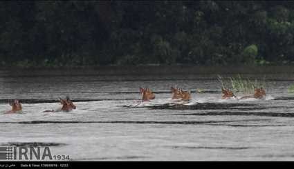 India / Flood in Casiranga National Park