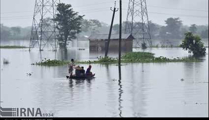 India / Flood in Casiranga National Park