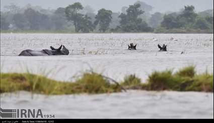 India / Flood in Casiranga National Park