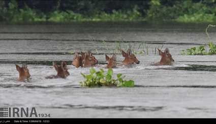 India / Flood in Casiranga National Park