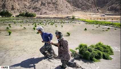 بالصور.. زراعة الأرز في منطقة كامفيروز بمحافظة فارس جنوب ايران