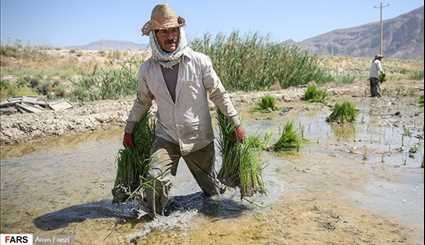 بالصور.. زراعة الأرز في منطقة كامفيروز بمحافظة فارس جنوب ايران