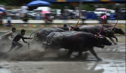 سباق ركوب الثيران في تايلند
