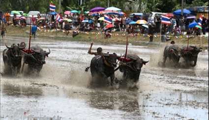 سباق ركوب الثيران في تايلند